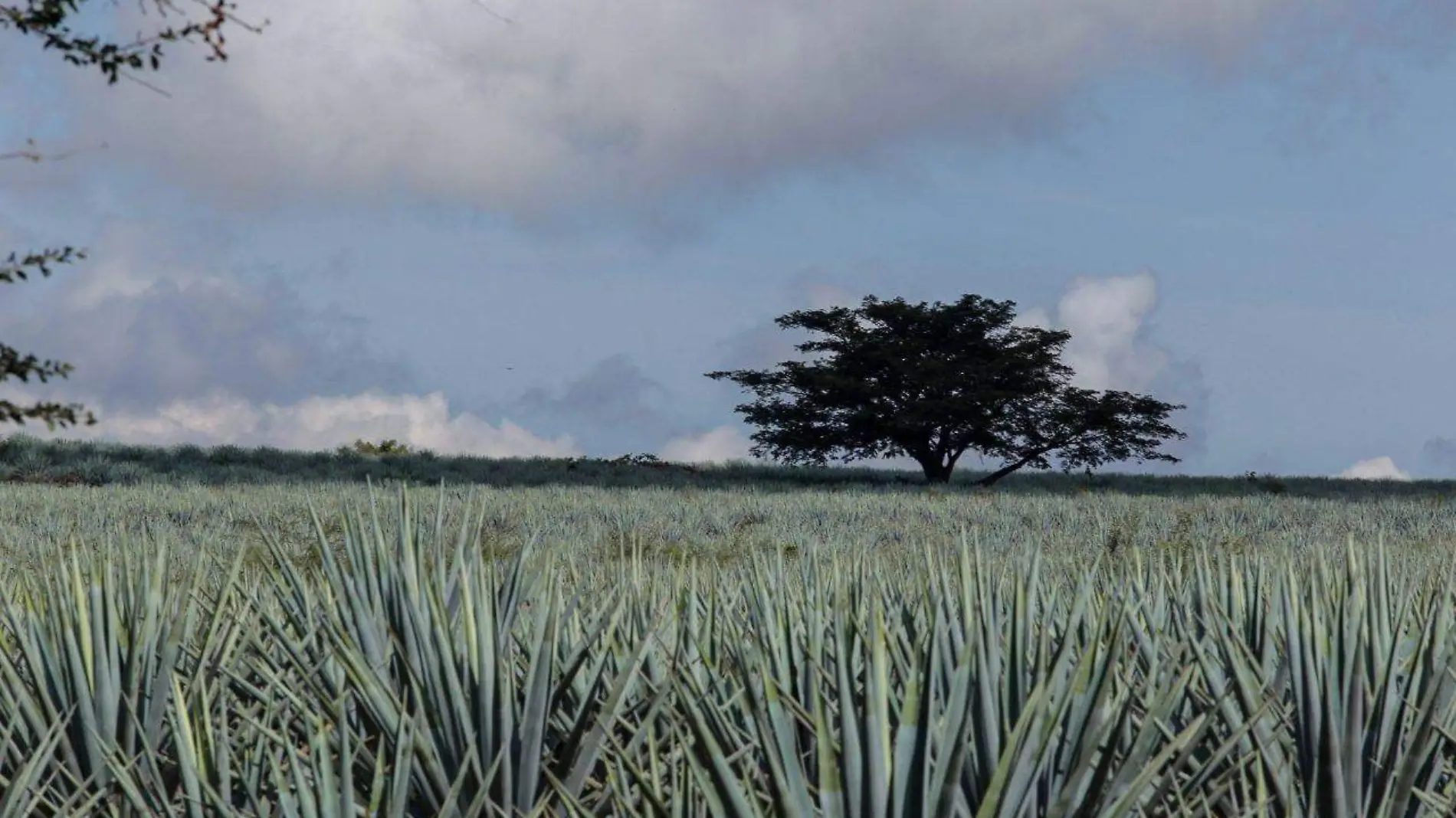 Paisaje agavero ubicado en Tequila, Jalisco